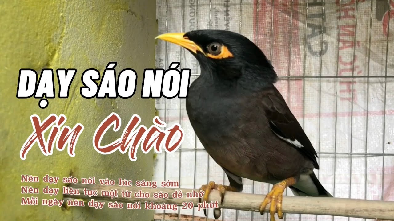 Dạy Sáo Nói Có Khách: Bí Quyết Thu Hút Học Viên & Tăng Doanh Thu