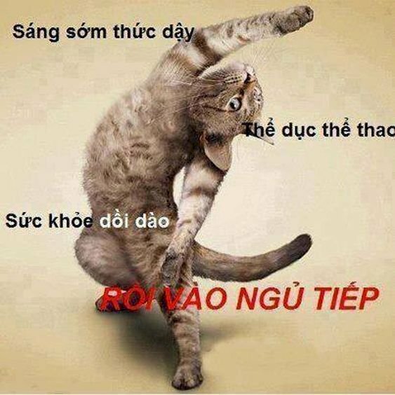 Dậy sớm để thành công: Meme hay hiện thực?