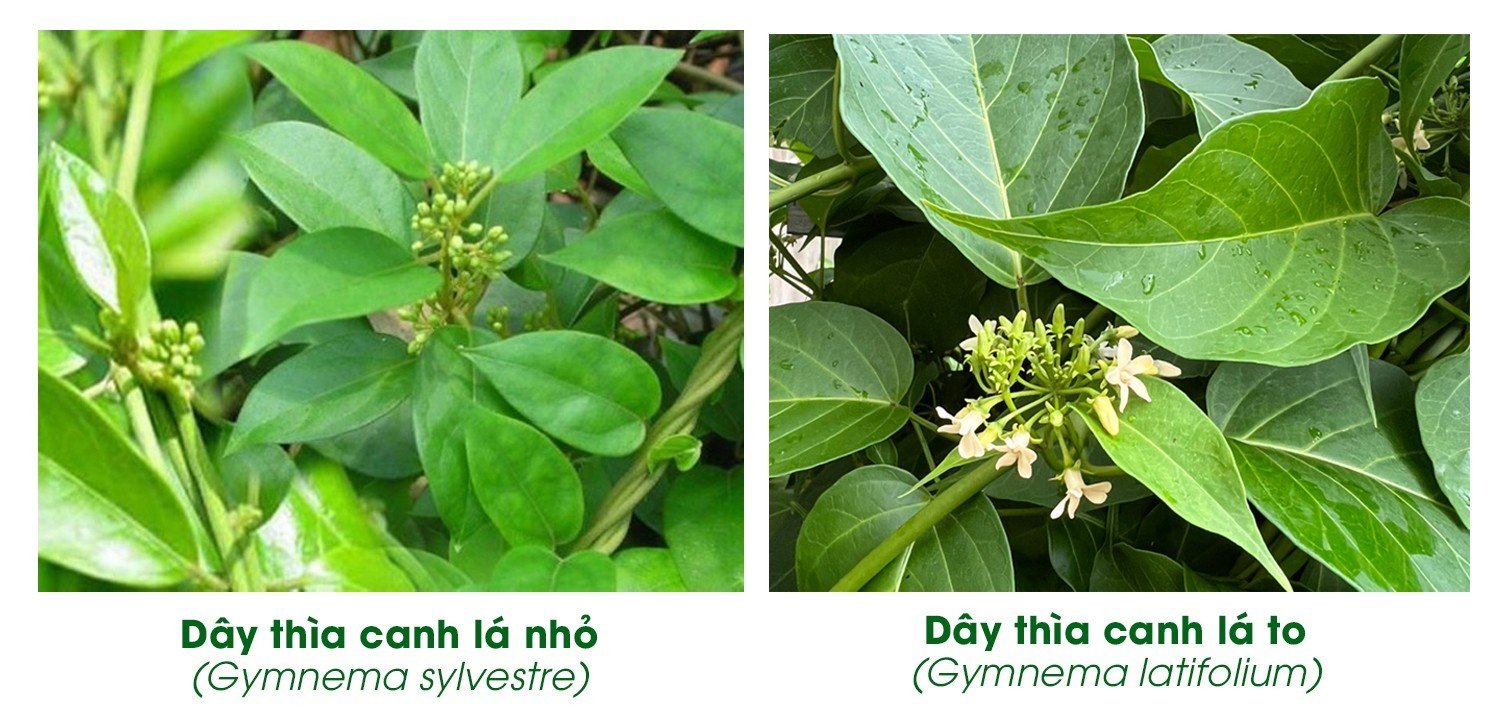 Dây Thìa Canh Có Mấy Loại?