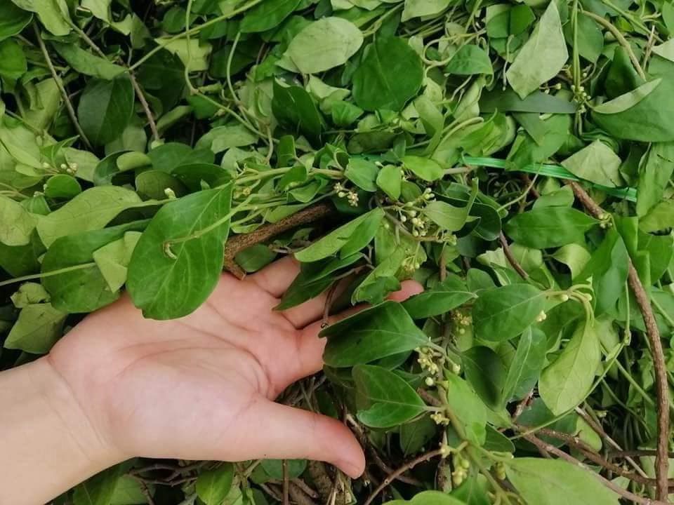 Dây Thìa Canh Mọc Ở Đâu?