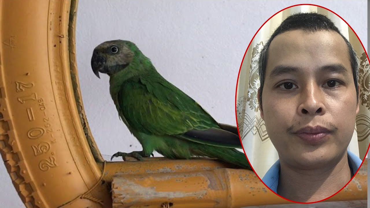 Dạy Vẹt Nói Có Khách