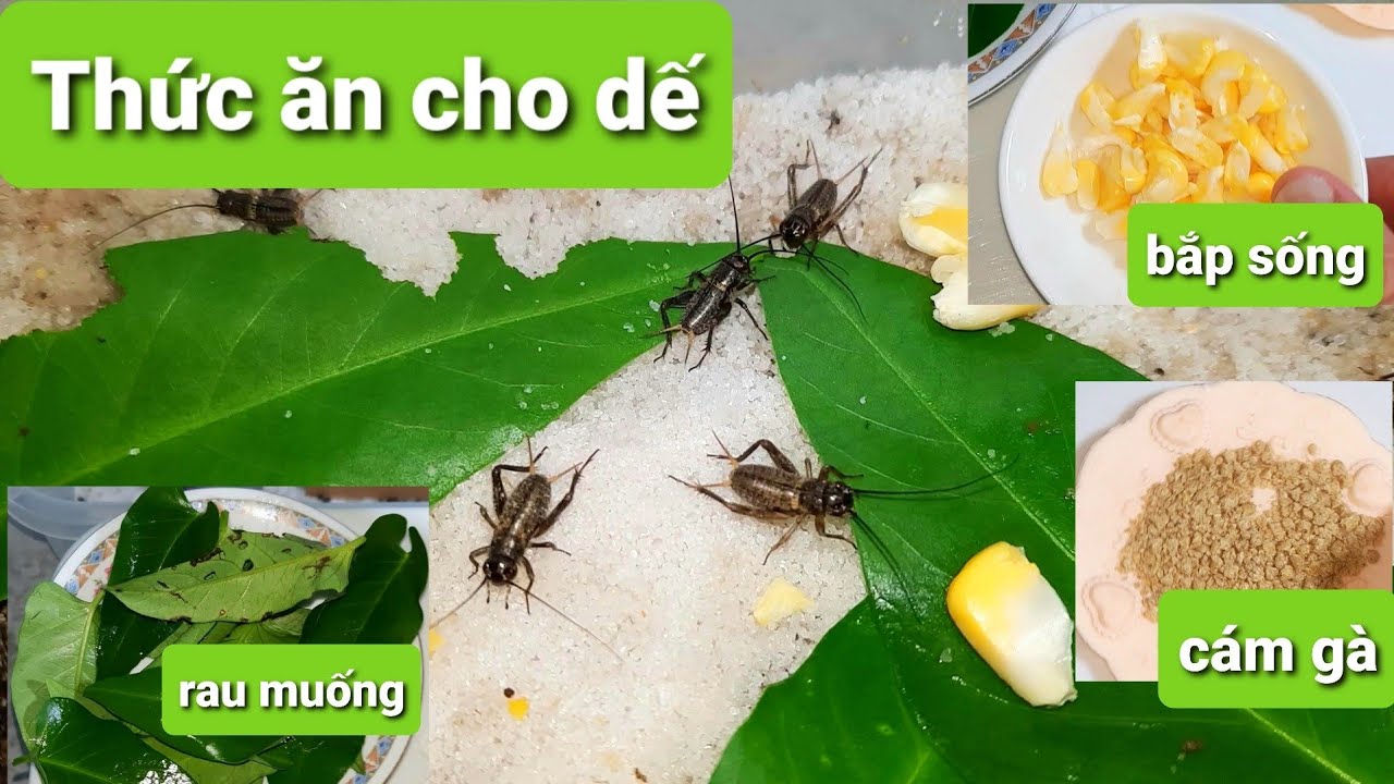 Dế mèn ăn gì?
