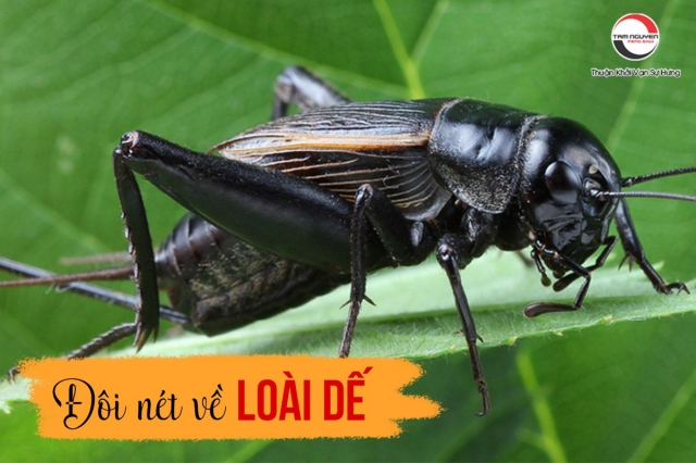 Dế mèn kêu trong nhà: Điềm báo gì? Nguyên nhân và cách xử lý