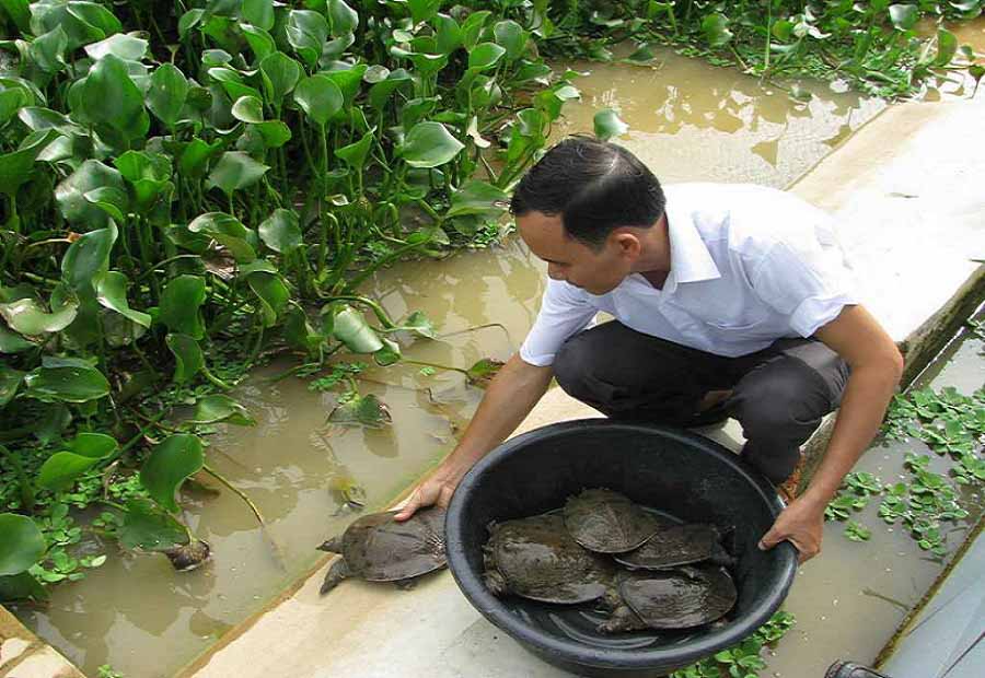 Nuôi Bạt Bài Hiệu Quả: Hướng Dẫn Chi Tiết Từ A-Z