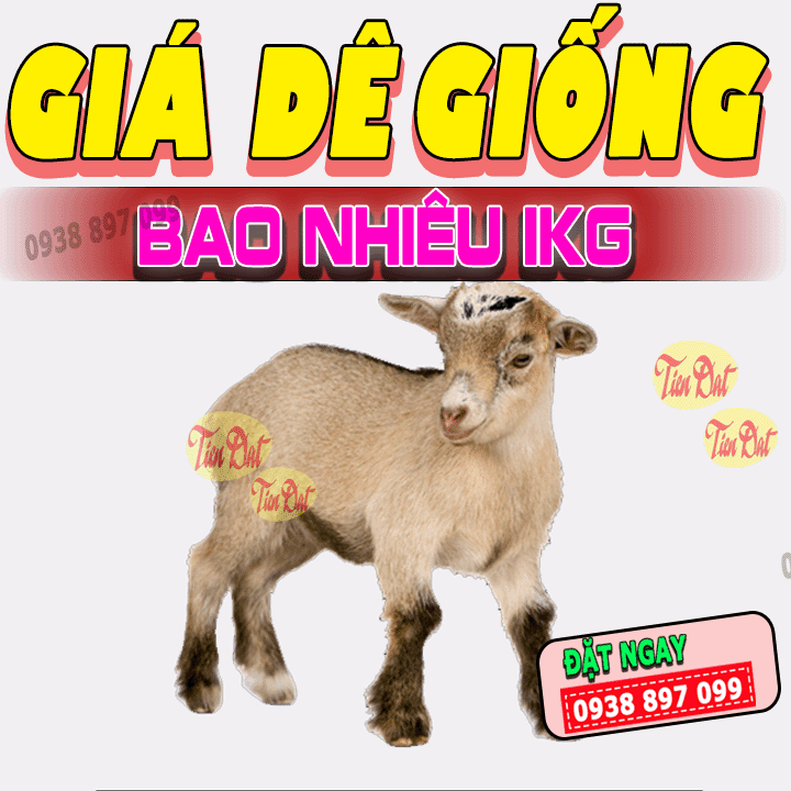 Tổng 1 Bao Nhiêu Con?