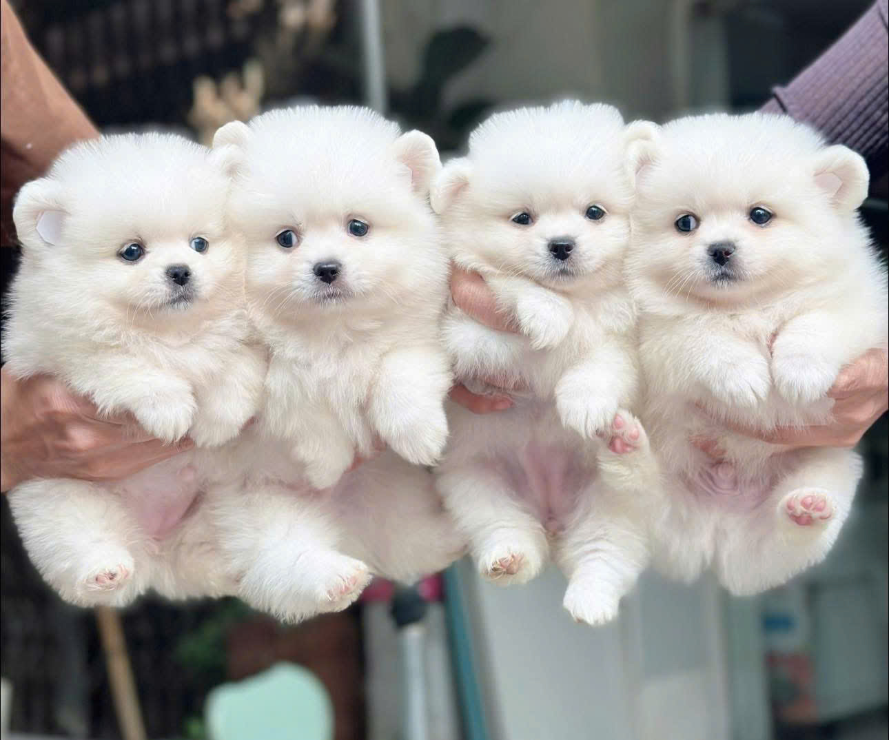 Vật nuôi Cần Thơ: Địa điểm mua bán và chăm sóc thú cưng Gallery 2