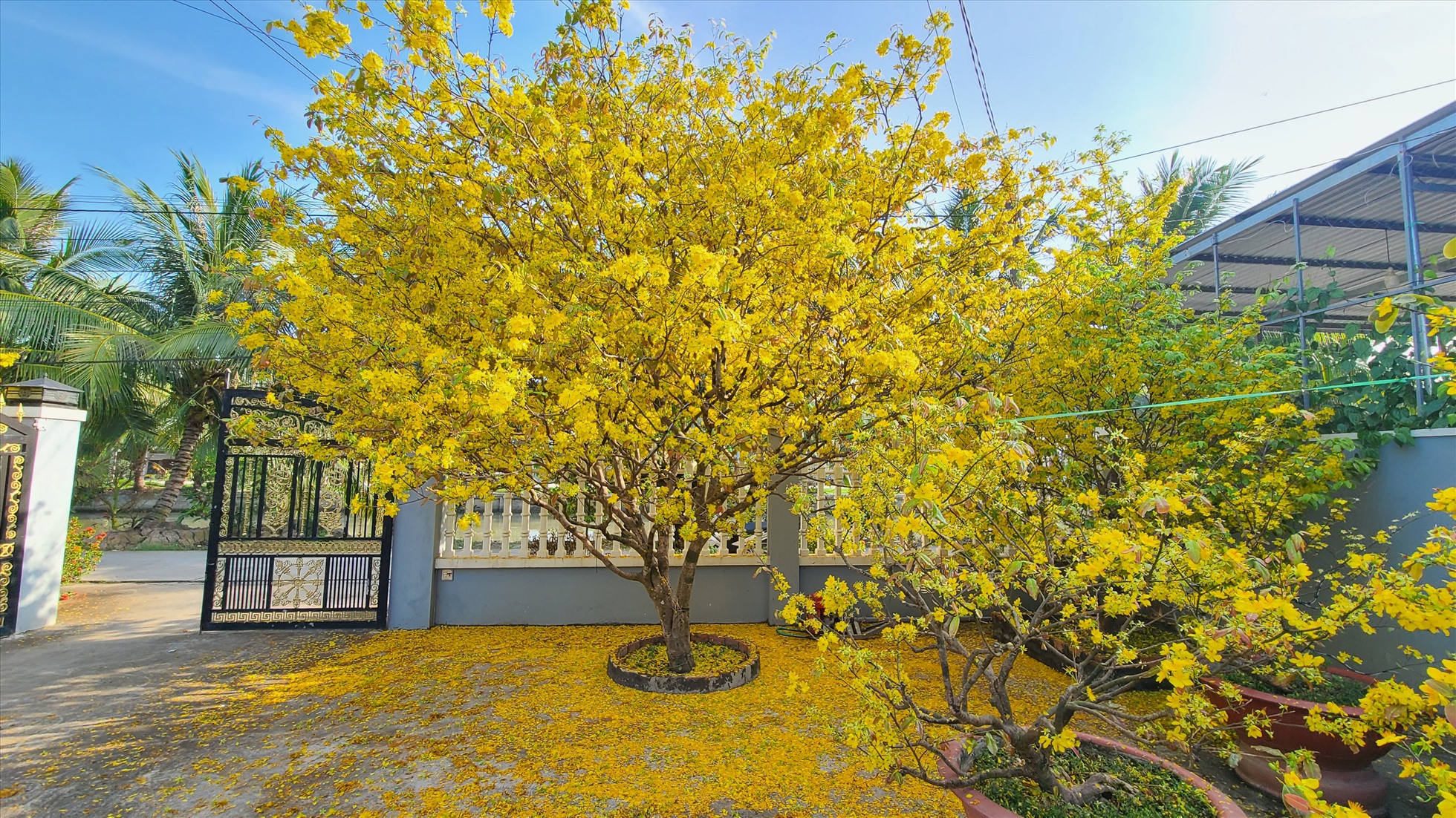 Cây Mai Đẹp Nhất Miền Tây Gallery 2