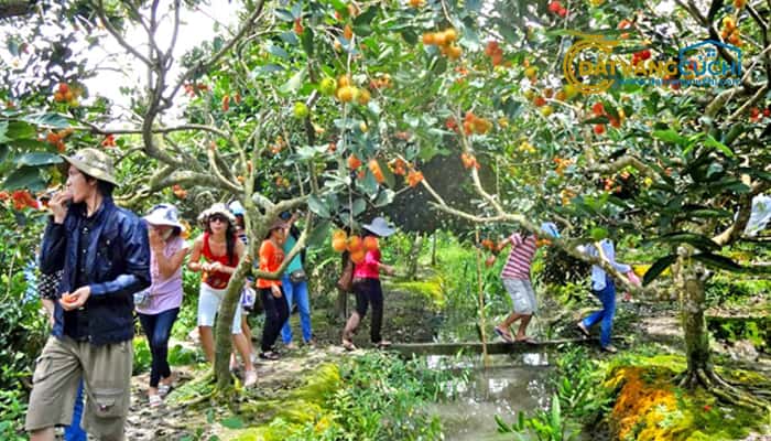 Vườn Trái Cây Củ Chi: Thiên Đường Trái Ngọt Giữa Lòng Sài Gòn Gallery 2