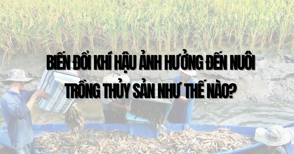 Khó khăn chủ yếu trong nuôi trồng thủy sản nước ngọt ở Đồng bằng sông Cửu Long hiện nay là gì? Gallery 2