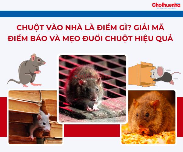 Điềm báo về chuột: Giải mã những tín hiệu bí ẩn từ loài gặm nhấm Gallery 2