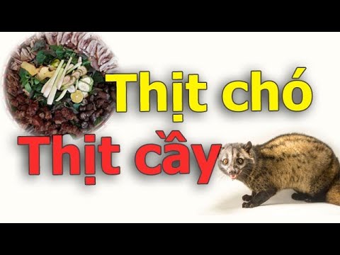 Con Cầy và Con Chó: Sự Khác Biệt và Điểm Chung Gallery 2
