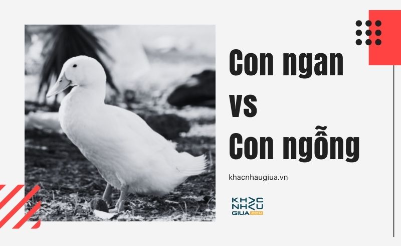 Con Ngan và Con Ngỗng: Sự Khác Biệt và Điểm Giống Nhau Gallery 2