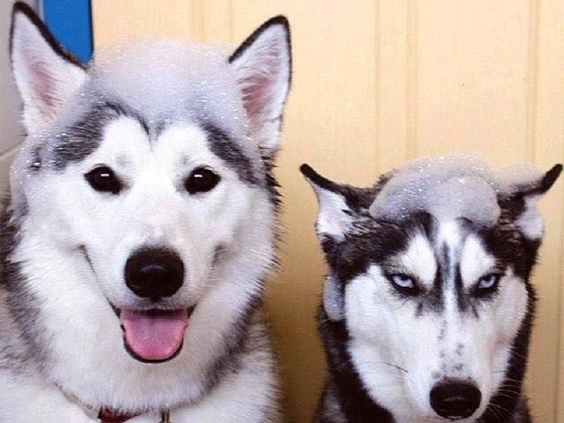 Husky và Alaska: Sự khác biệt và điểm giống nhau Gallery 2