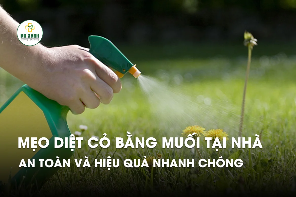 Diệt cỏ bằng muối: Cách làm hiệu quả và an toàn