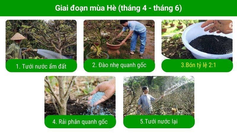 Cách Tạo Nụ Cho Mai Vàng Gallery 2