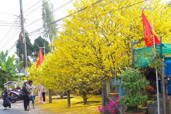Cách Chăm Mai Nở Đúng Tết Gallery 1