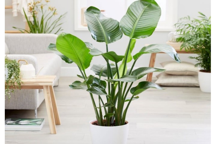 Cây Chuối Cảnh Trong Nhà: Mang Vẻ Đẹp Nhiệt Đới Vào Ngôi Nhà Bạn Gallery 2