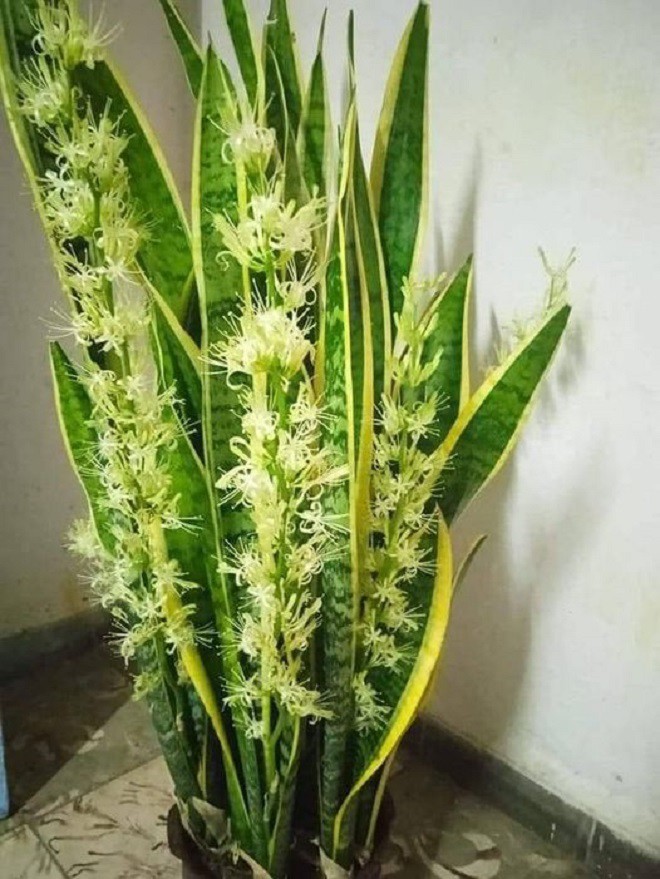 Cây Lưỡi Hổ Ra Bông: Bí Quyết Để Cây Lưỡi Hổ Của Bạn Nở Hoa Gallery 1
