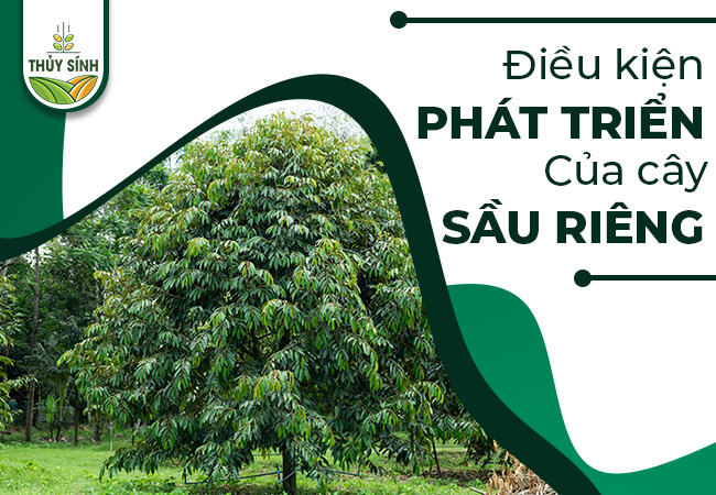 Miêu tả cây sầu riêng Gallery 2