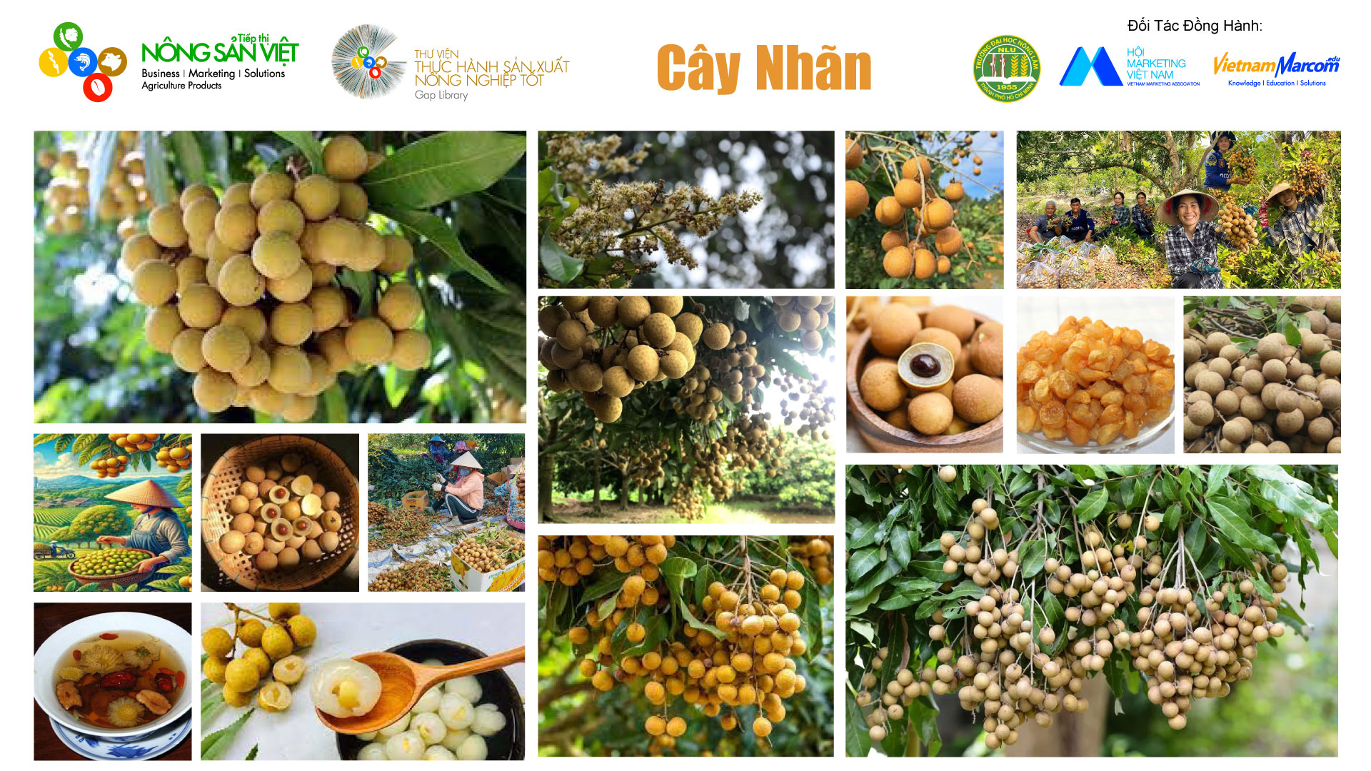 Tả về cây nhãn Gallery 2