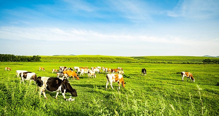 Điều kiện thuận lợi nhất để phát triển chăn nuôi gia súc lớn ở Trung du và Miền núi Bắc Bộ