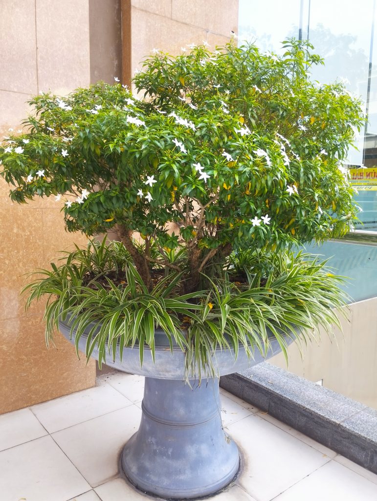 Trồng Mai Vạn Phúc Trong Nhà Được Không? Gallery 1