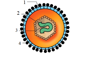 Điều nào sau đây sai khi nói về các đặc điểm của virus?