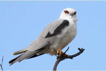 Diều Trắng Giá Bao Nhiêu?