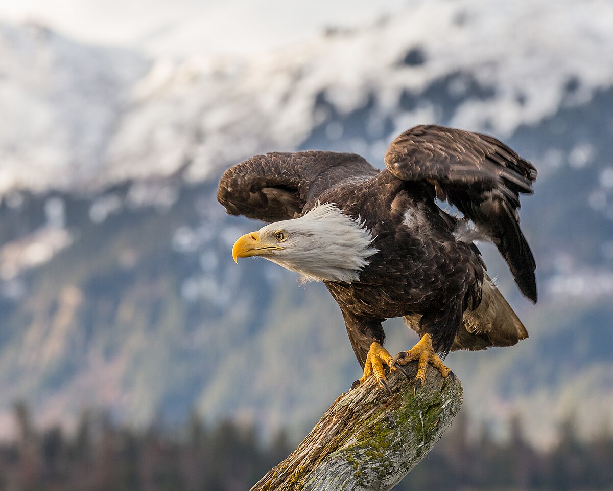 What is an Eagle in English? Gallery 1