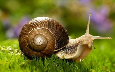 What is a Snail in English? Gallery 1