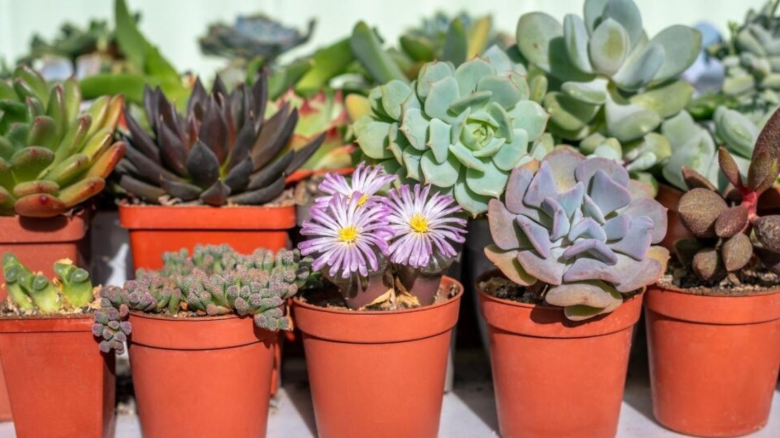 What is the English name for Succulents? Gallery 1