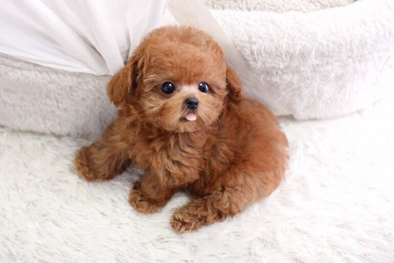 Chó Poodle 1 Tháng Tuổi: Chăm Sóc, Dinh Dưỡng Và Phát Triển Gallery 2