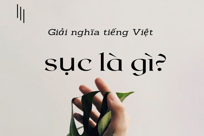 Sục sạo là gì? Gallery 1