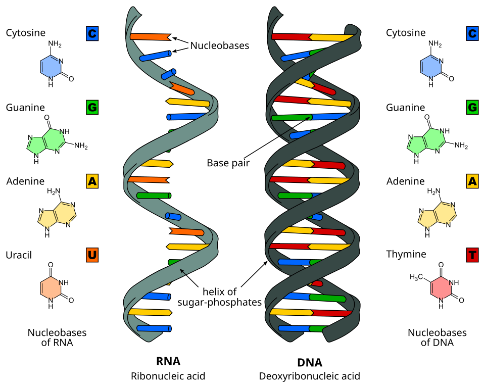 DNA và ADN: Sự khác biệt và điểm tương đồng