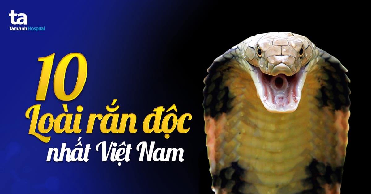 Rắn Hổ Mang Màu Vàng Gallery 2