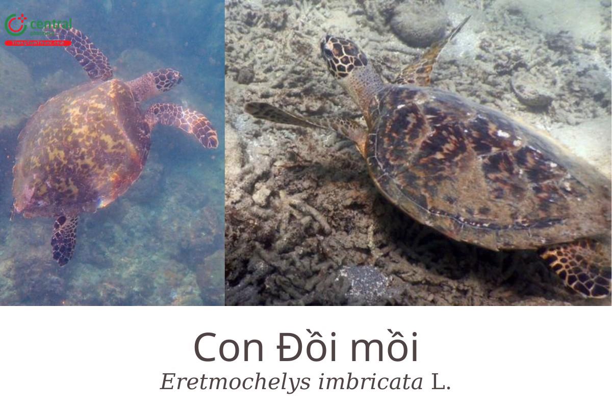 Đồi mồi là con gì?