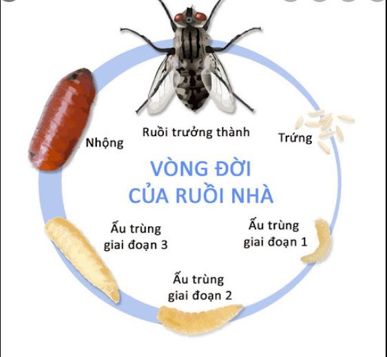 Dòi từ đâu ra?