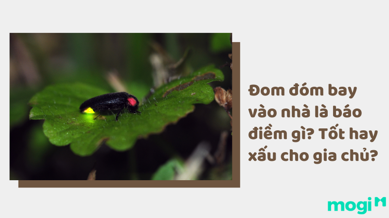 Đom đóm bay vào nhà ban đêm: Điềm báo gì?