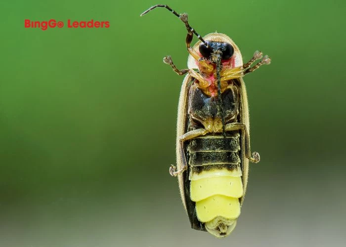 What is a Firefly in English?
