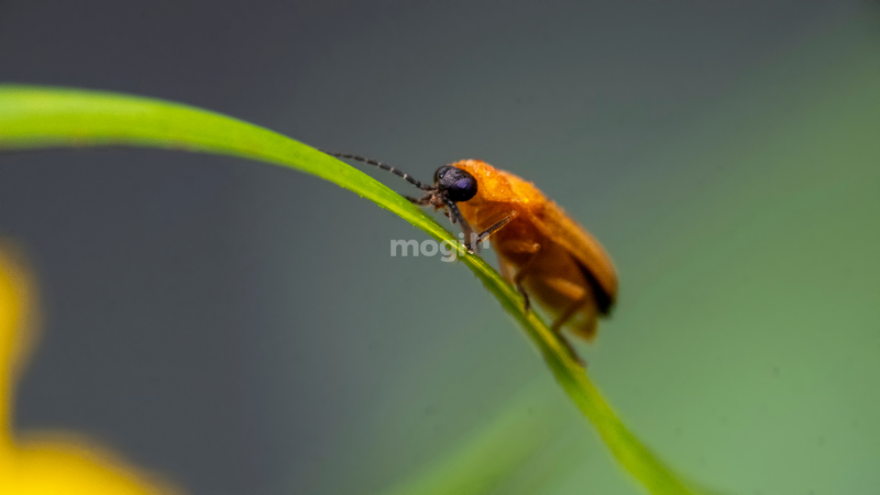 Đom Đóm Vào Nhà Báo Hiệu Điều Gì? Gallery 2