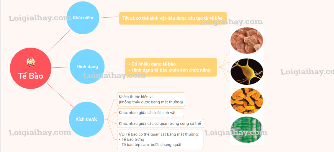 Đơn Vị Cấu Thành Là Gì? Gallery 1