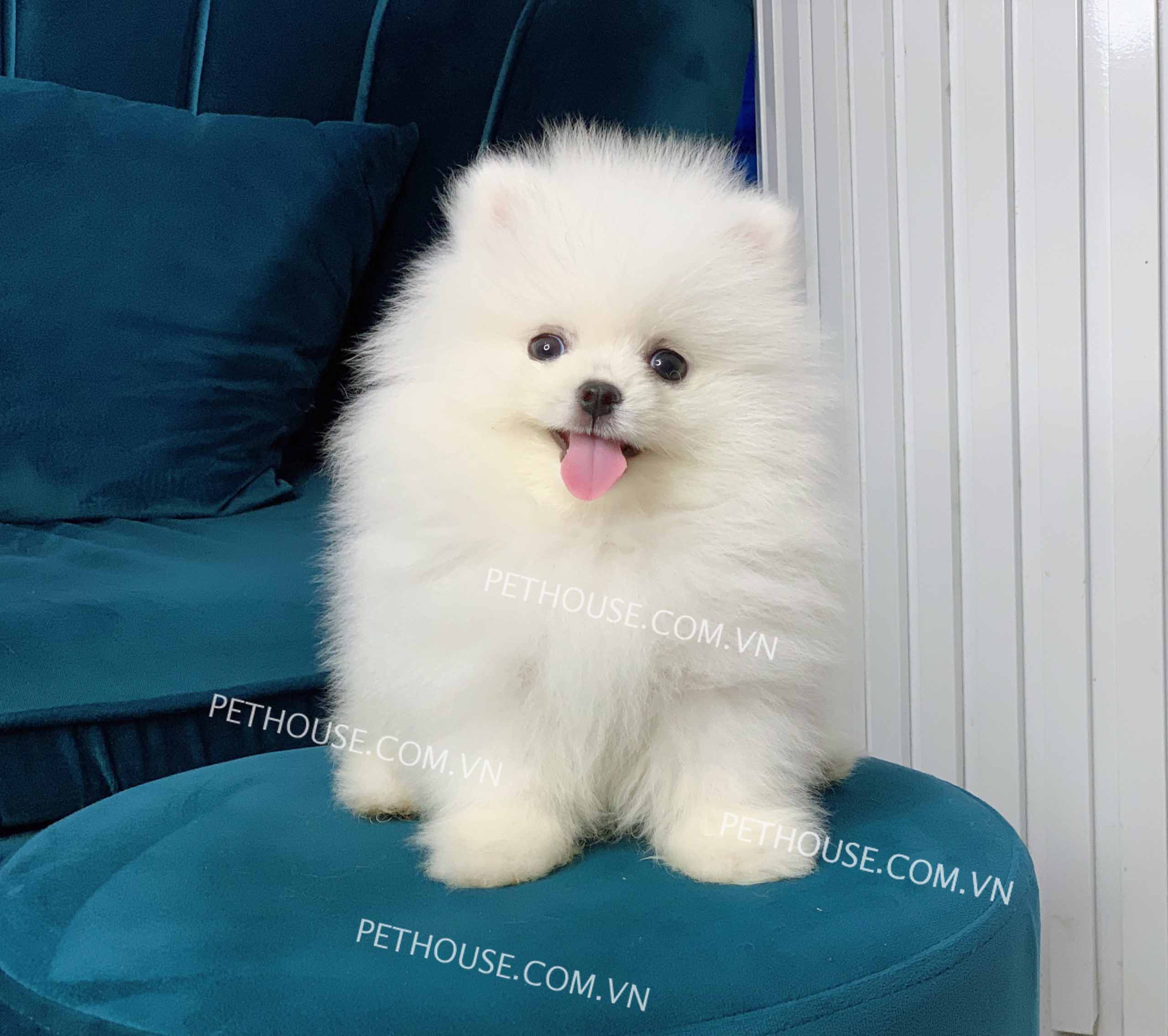 Dòng Chó Phốc Sóc