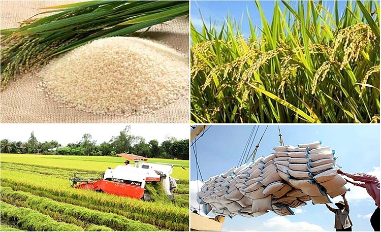Ý nghĩa chủ yếu của việc phát triển nông nghiệp ở Bắc Trung Bộ Gallery 1