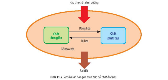 Quá trình trao đổi chất là gì? Gallery 1
