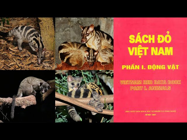 Động vật nào sau đây không nằm trong Sách đỏ Việt Nam? Gallery 2