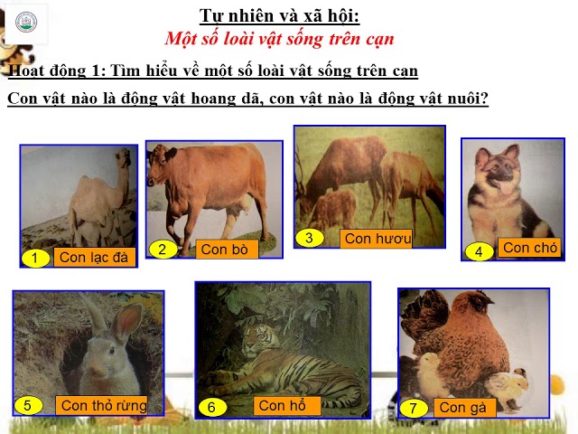 Tìm hiểu một số loài vật lớp 4 Gallery 1