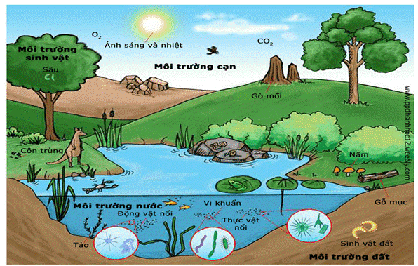 Những điều thú vị về động vật Gallery 2