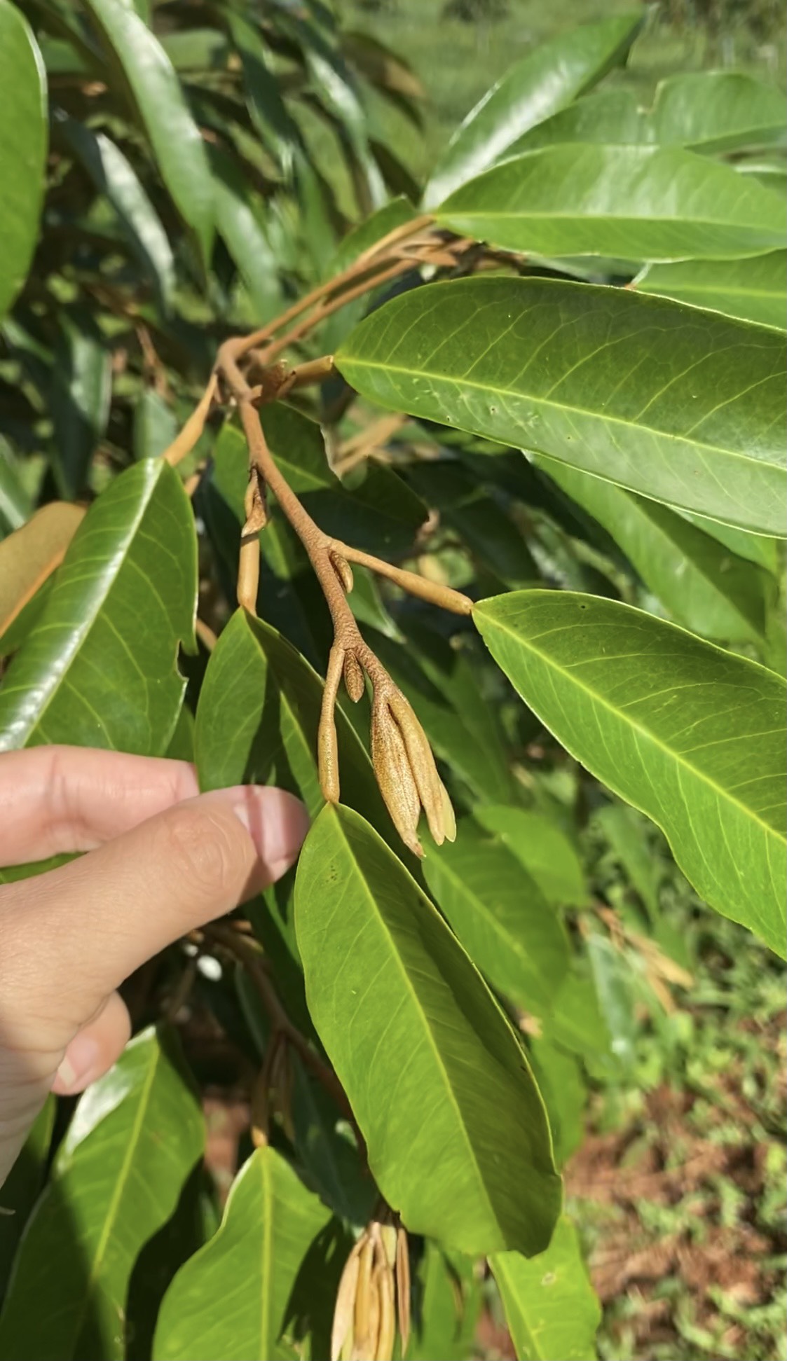 Đọt Cây Là Gì?