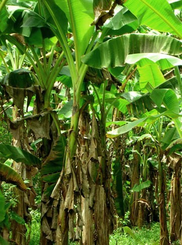 Đọt Chuối Là Gì?
