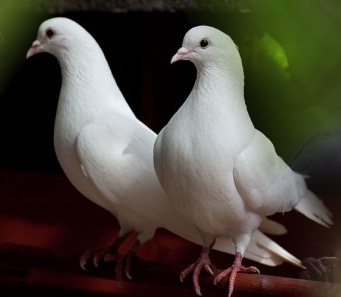 Dove là con gì? Gallery 2